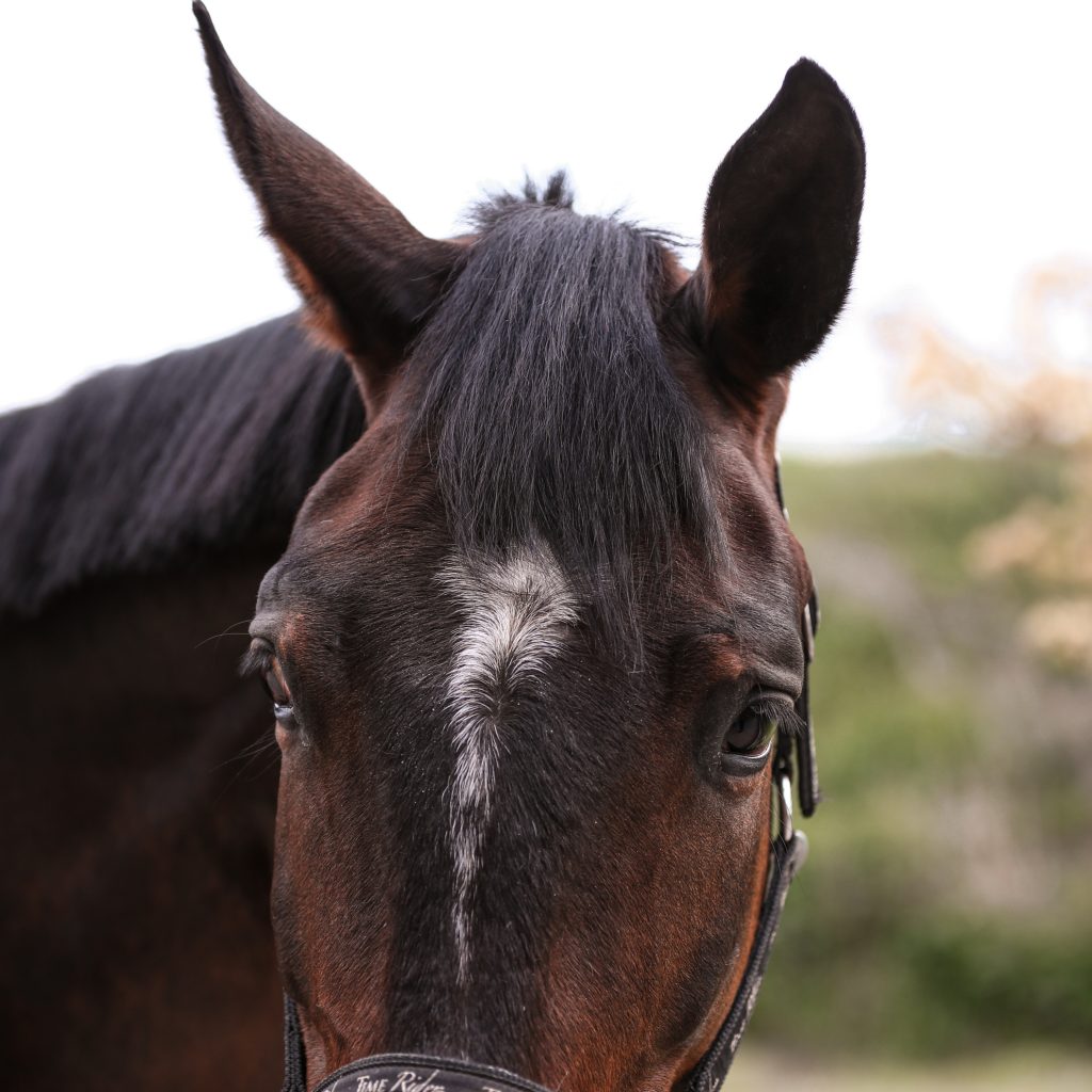 Carla Nahra au Haras d'Eloge